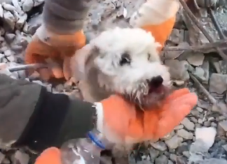 Así han rescatado a mascotas atrapadas entre los escombros tras sismo en Turquía