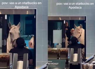 Jóvenes llegan en caballo al Starbucks de Apodaca, NL; ¿Venti para el corcel?
