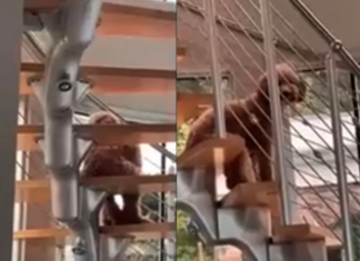 Encuentran a un perro sentado como humano en las escaleras; ¿paranormal?